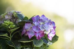 Sintomi della menopausa: come curarli quando la TOS è realmente controindicata 